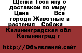 Щенки Тоса-ину с доставкой по миру › Цена ­ 68 000 - Все города Животные и растения » Собаки   . Калининградская обл.,Калининград г.